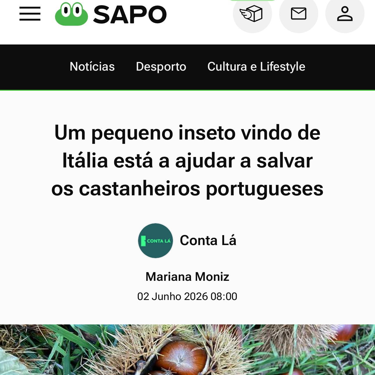 Um pequeno inseto vindo de Itália está a ajudar a salvar os castanheiros portugueses